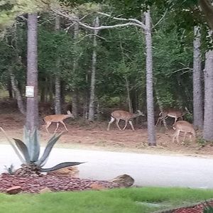 Meet your Posher, Willie